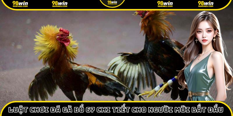 Luật chơi đá gà bồ 67 chi tiết dành cho người mới bắt đầu