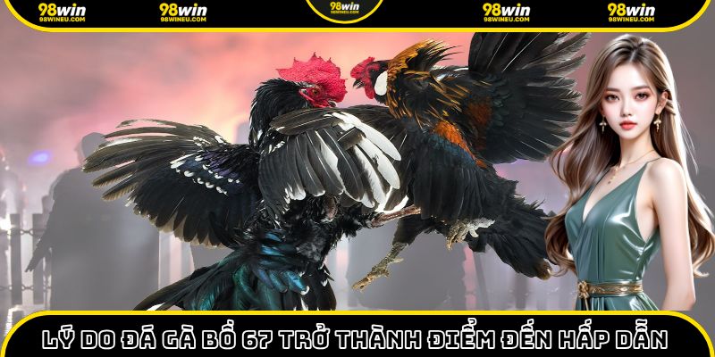 Đá gà bồ 67 trở thành điểm đến hấp dẫn