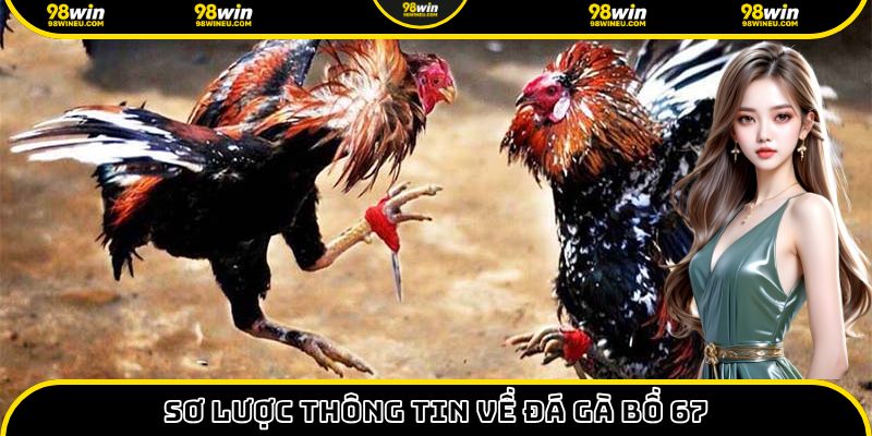 Sơ lược thông tin về đá gà bồ 67
